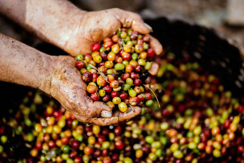 Ilustrasi Biji Kopi (pexels/Livier Garcia)