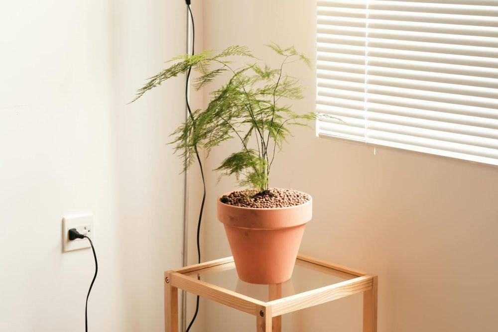 ilustrasi tanaman asparagus fern (pexels.com/@nganduong)