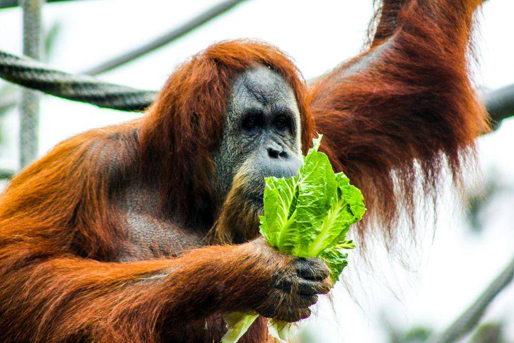 ilustrasi fauna khas hutan Kalimantan, Orang Utan (pexels.com/Yigithan Bal)