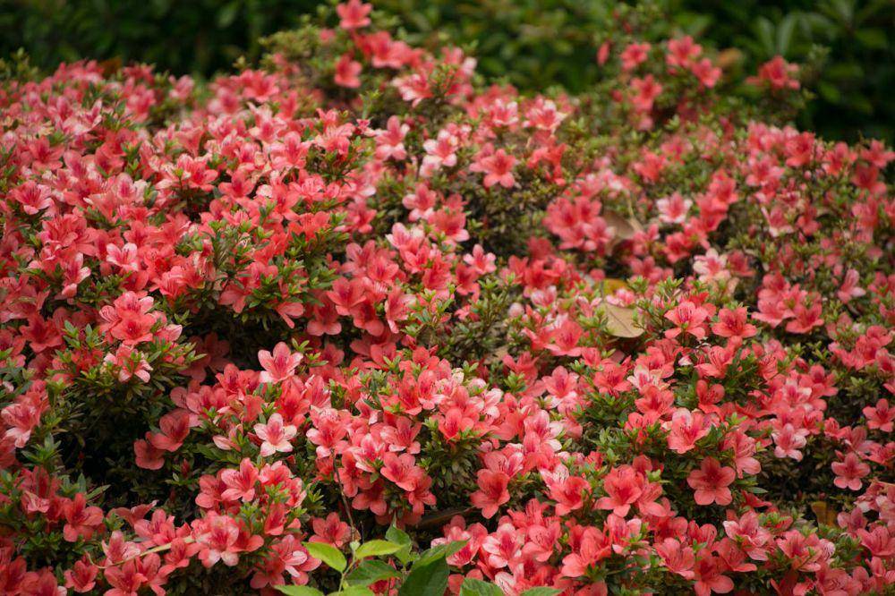 ilustrasi rhododendron untuk pengobatan (pexels.com/Jeffry S.S.)