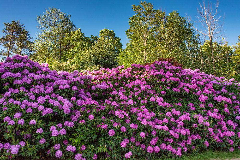 ilustrasi daun rhododendron hijau abadi (pixabay.com/MOHANN)