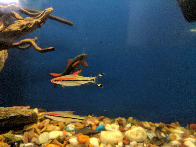 Jika dipelihara, hiu sirip merah tak segan untuk menyerang ikan lain yang ada dalam satu akuarium dengan mereka. (commons.wikimedia.org/Vengolis)