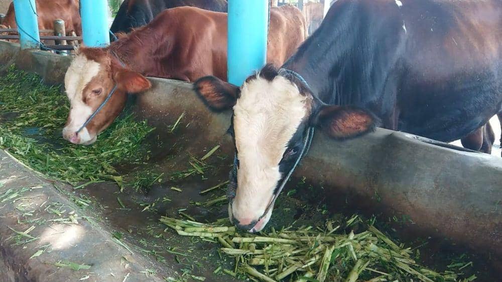 Ilustrasi sapi. IDN Times/ istimewa