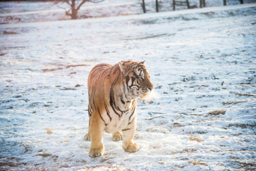 Siberia Tiger Park, Harbin (unsplash.com/@laela)