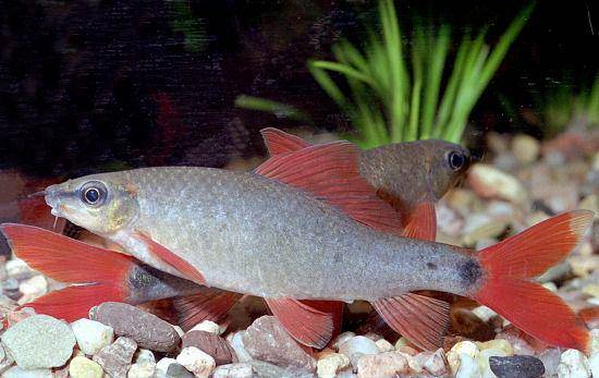 potret pasangan hiu sirip merah (commons.wikimedia.org/Drachenschwertträger36)