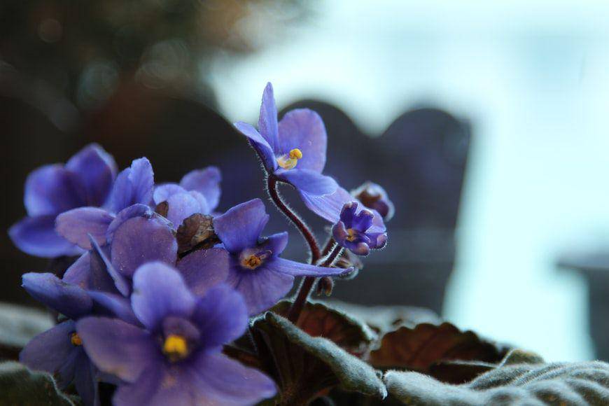 ilustrasi African violet (unsplash.com/Corina Bianca Alb)