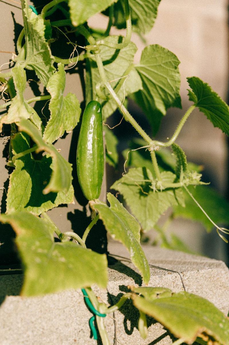 5 Tanaman Sayur yang Gampang Dirawat di Rumah