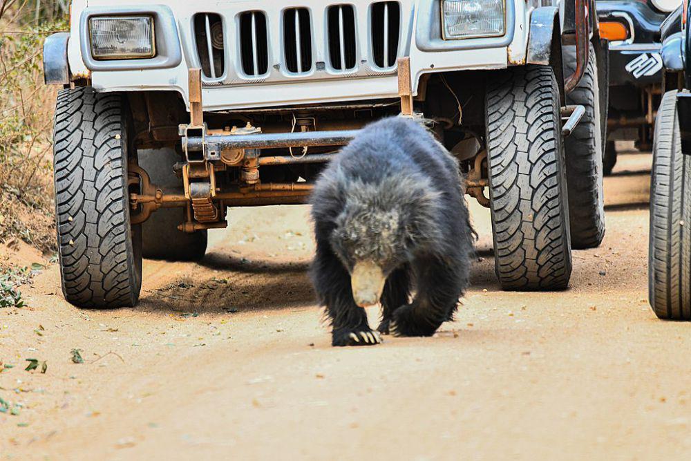 8 Hewan yang Sering Konflik dengan Manusia, dari Ular hingga Gajah!