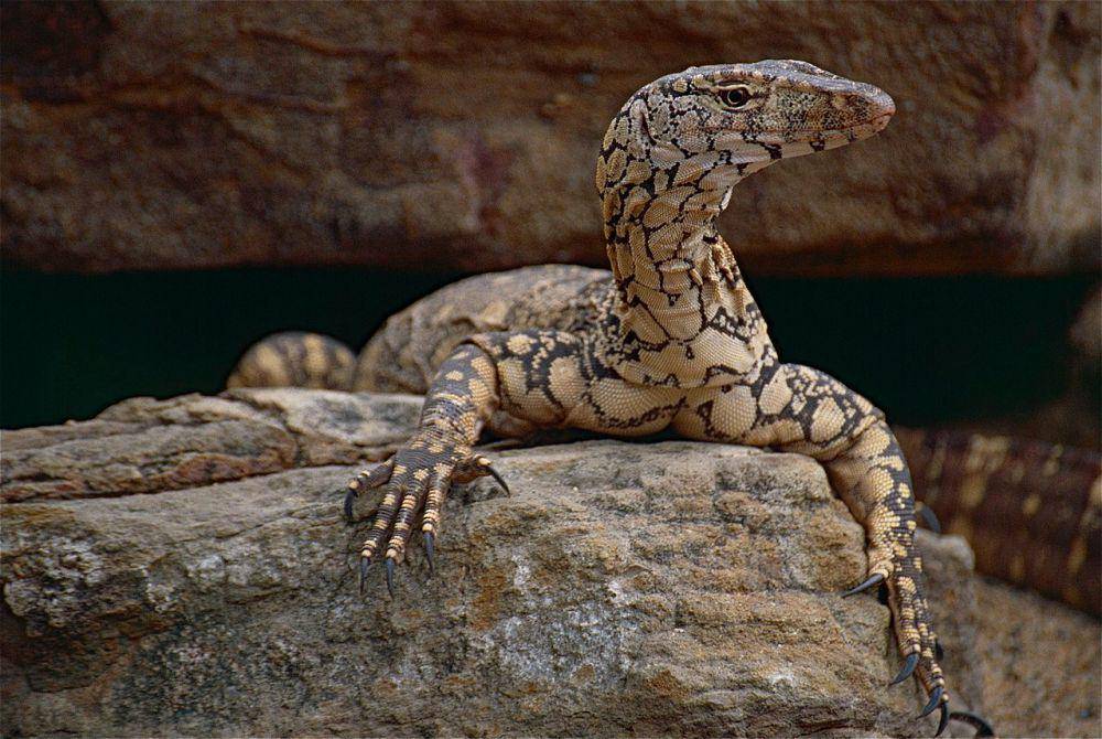 ilustrasi Perentie (commons.wikimedia.org/Bernard DUPONT)
