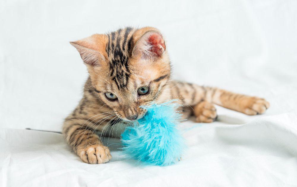9 Inspirasi Nama Kucing dari Musisi Favorit, Unik dan Mudah Diingat