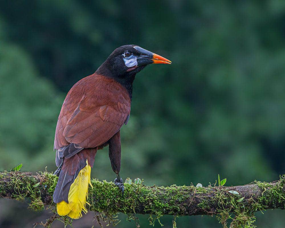5 Fakta Montezuma Oropendola, Pembuat Sarang Andal yang Agresif!