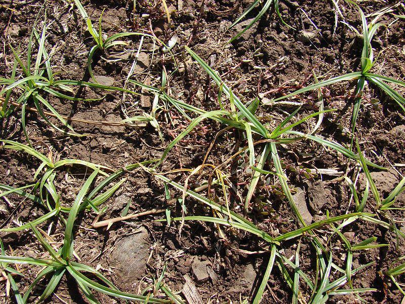 5 Fakta Menarik Rumput Teki, Dapat Menghasilkan Senyawa Allelopati!