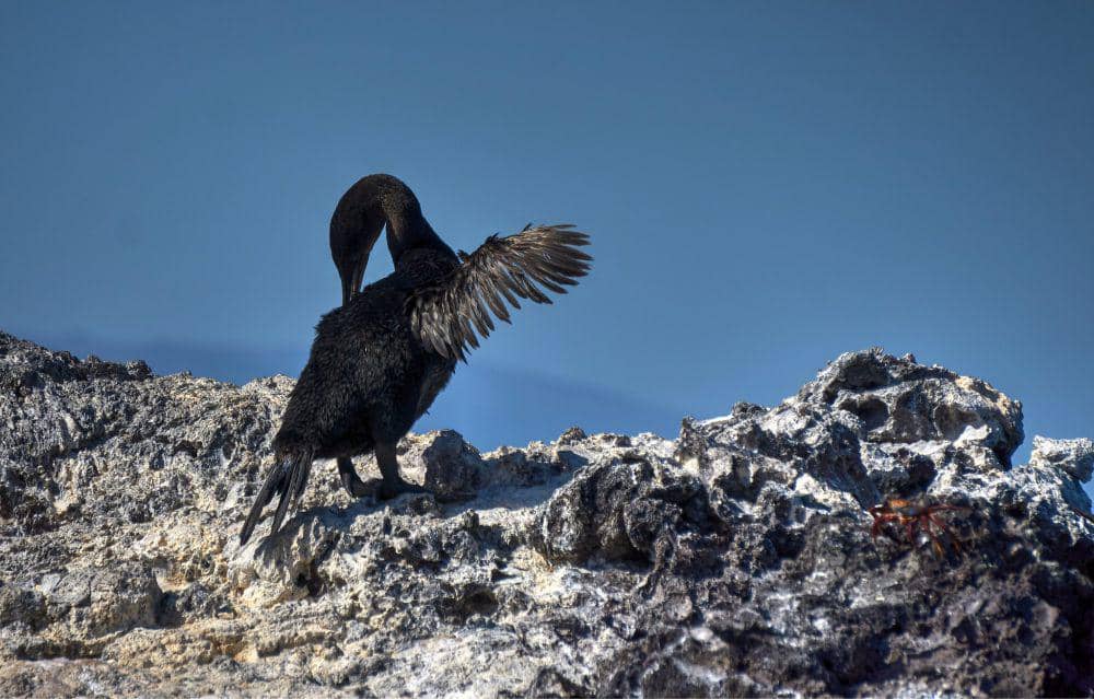 ilustrasi flightless cormorant (flickr.com/Ron Lee)