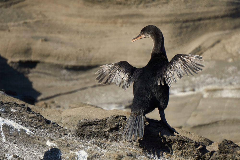 5 Fakta Menarik Flightless Cormorant,  Menyelam Hingga Kedalaman 30 M!