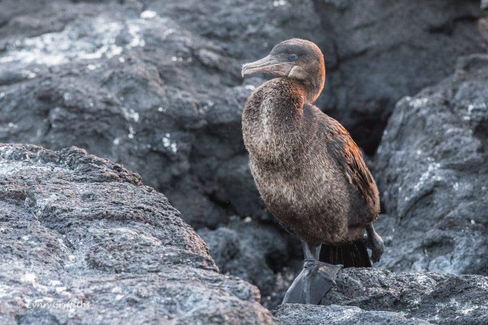ilustrasi flightless cormorant (flickr.com/Lynn Griffiths)