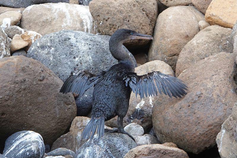 ilustrasi flightless cormorant (flickr.com/Tim Birds)