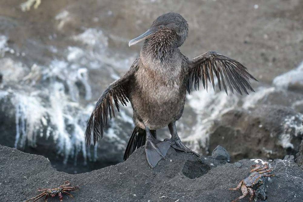 ilustrasi flightless cormorant (flickr.com/Debby Limburg)