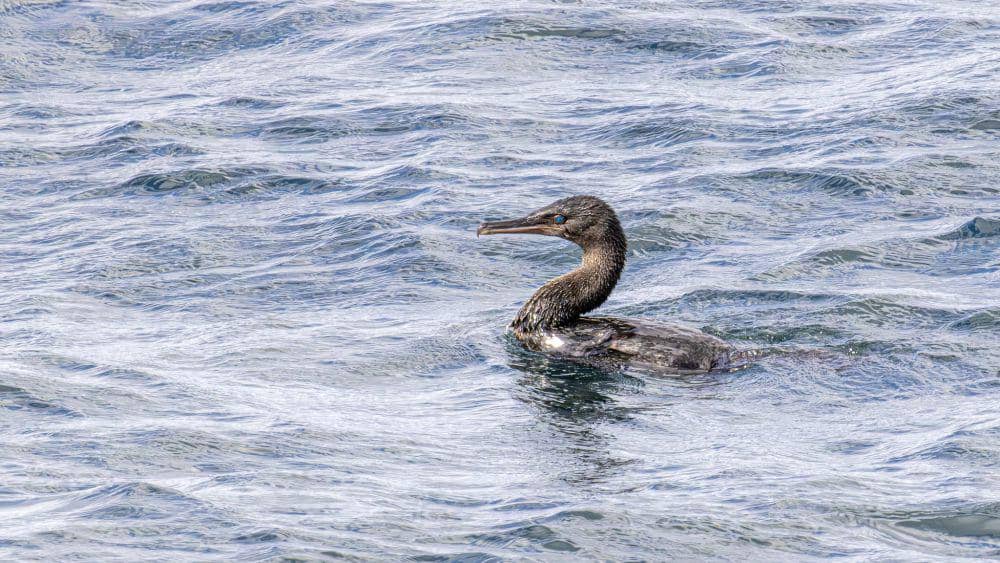 ilustrasi flightless cormorant (flickr.com/Andrew Smith)