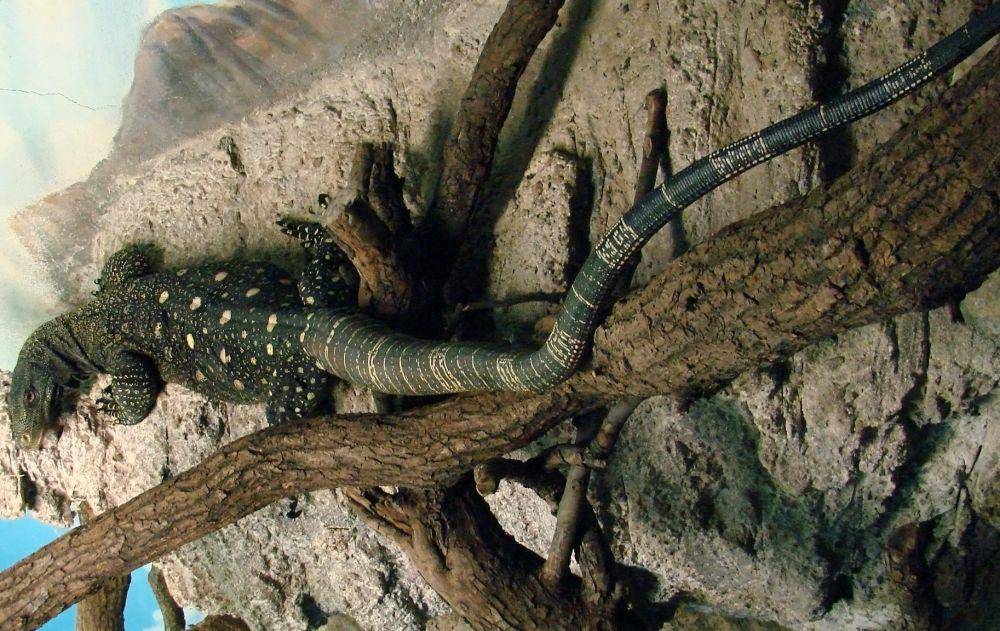 ilustrasi biawak buaya (commons.wikimedia.org/Vassil)