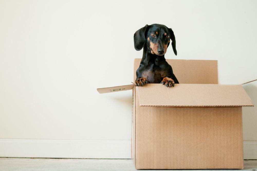 5 Tips Pindah Rumah dengan Hewan Peliharaan, Tetap Nyaman!