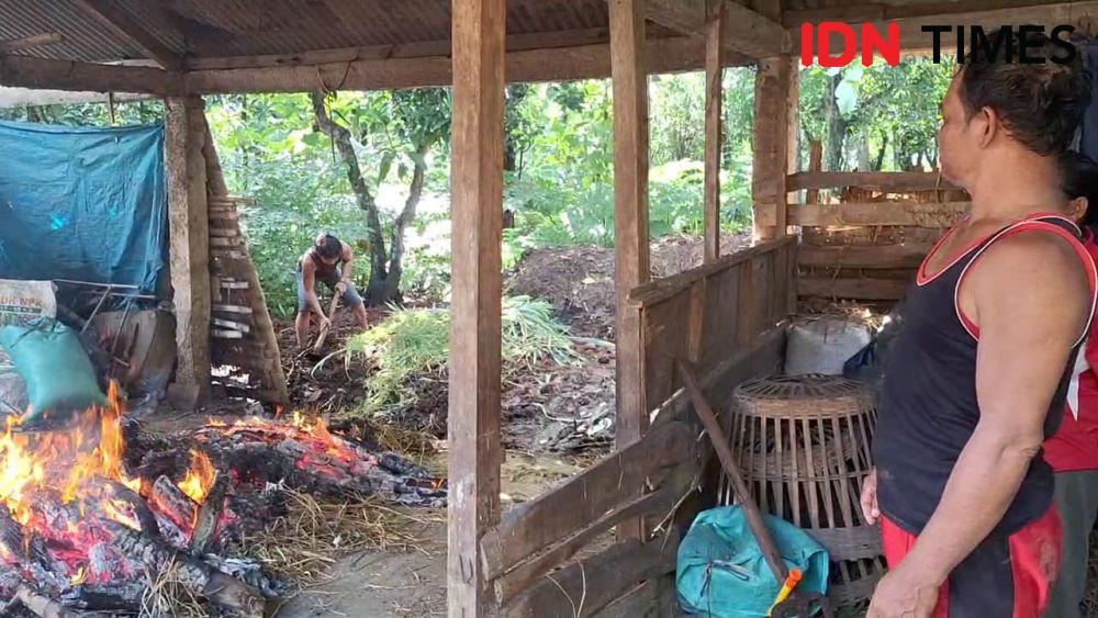 Wabah PMK Melahap Populasi Sapi di Dusun Pencol Ngawi