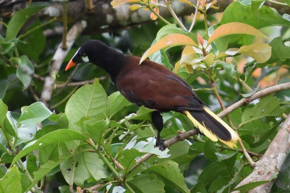 Montezuma oropendola (inaturalist.org/Norman Salazar Arguedas)