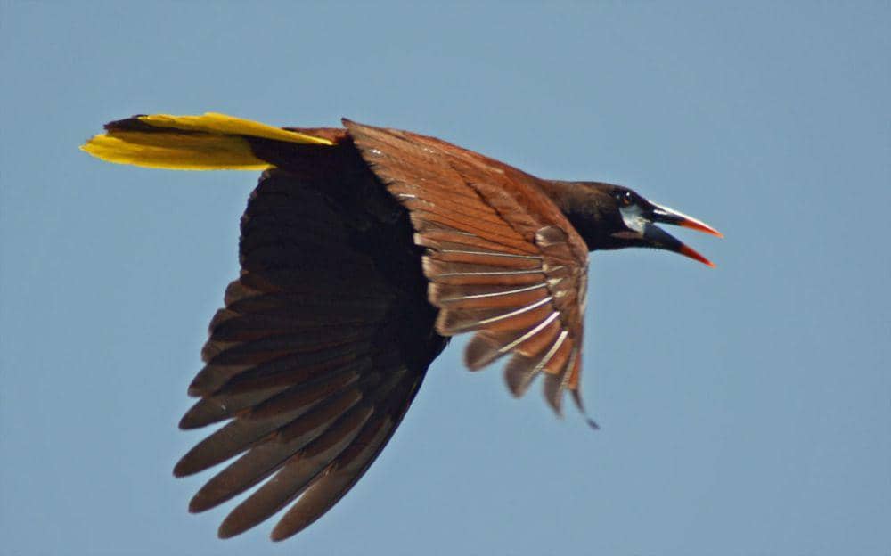 Montezuma oropendola (inaturalist.org/Gonzalo Zepeda Martinez)