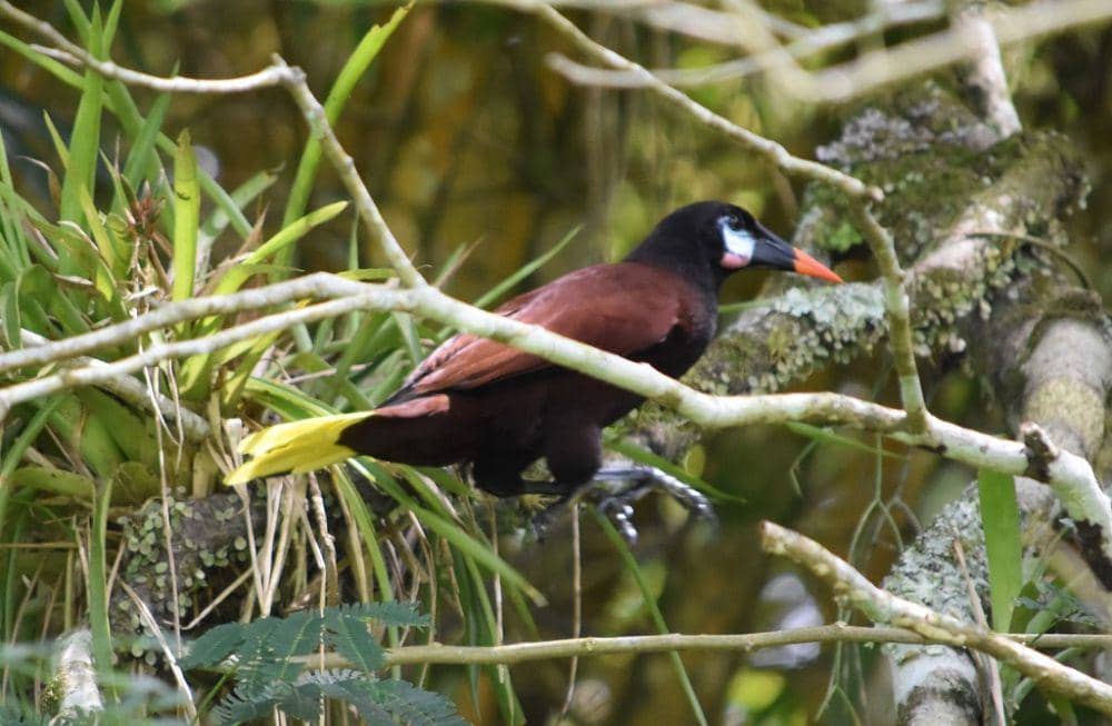 Montezuma oropendola (inaturalist.org/Norman Salazar Arguedas)