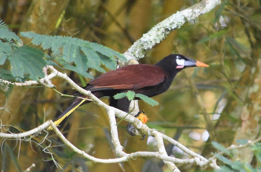 Montezuma oropendola (inaturalist.org/Norman Salazar Arguedas)