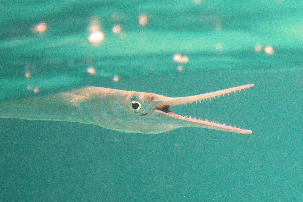 needlefish di dekat permukaan laut (commons.wikimedia.org/Christian Grill)