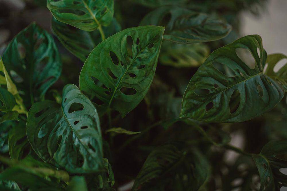 tanaman dengan daun unik (pexels.com/hello aesthe)