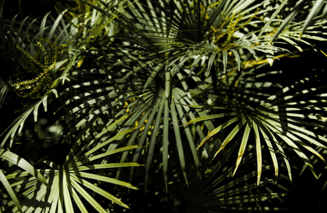 Areca palm (freepik.com/freepik)