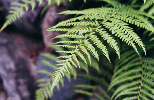 Boston fern (freepik.com/alexphotos)