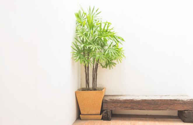 Parlor palm (freepik.com/mrsiraphol)