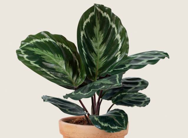 Calathea (freepik.com/rawpixel.com)