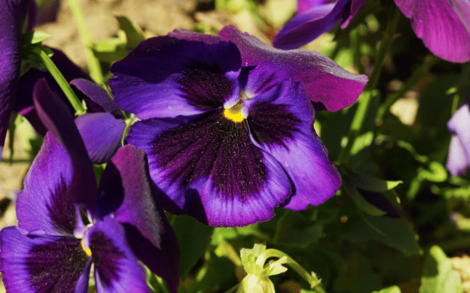 African violet (freepik.com/wirestock)