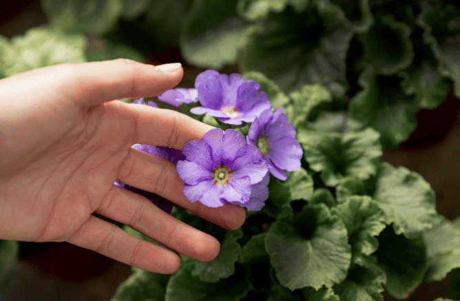 5 Rekomendasi Tanaman Hias untuk Pencinta Kucing dan Anjing