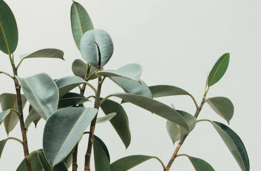ilustrasi ficus elastica (pexels.com/Scott Webb)