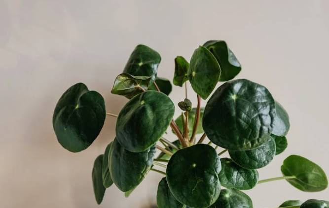 ilustrasi pilea peperomioides (pexels.com/Photo By: Kaboompics.com)