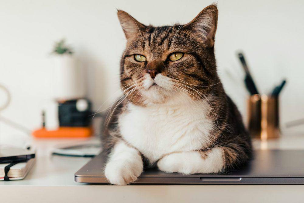 ilustrasi kucing duduk di atas laptop (unsplash.com/Semeon Hrozian)
