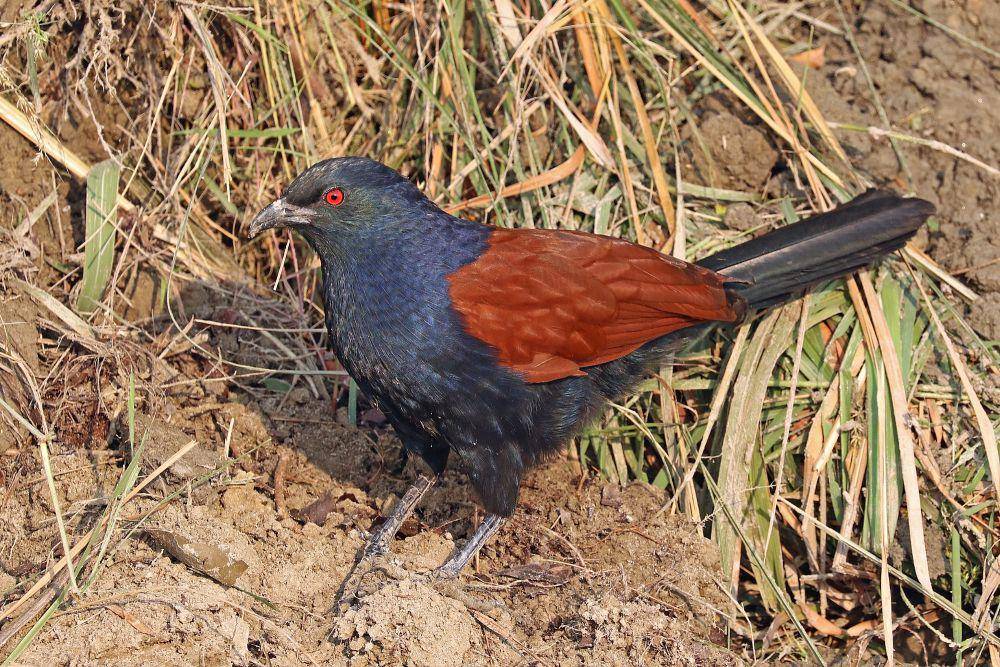 Bubut besar (commons.m.wikimedia.org/Charles J. Sharp)
