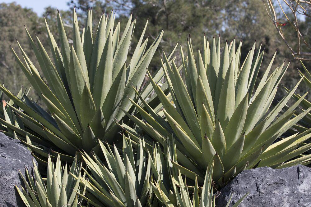 5 Fakta Tanaman Agave, Hanya Berbunga Sekali Seumur Hidup