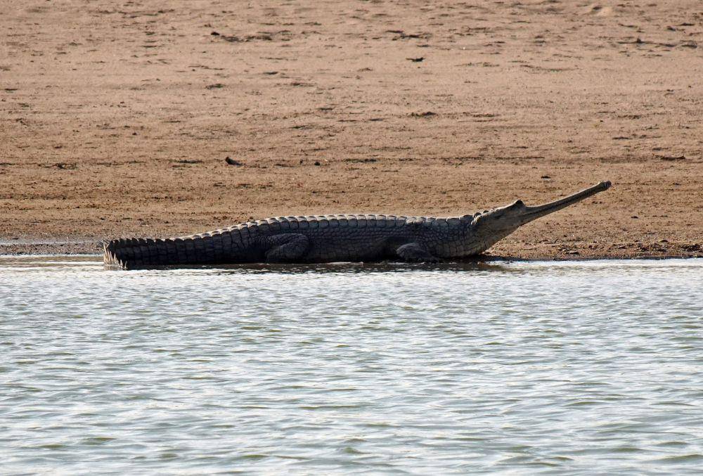 Gharial (pixabay.com/sarangib)