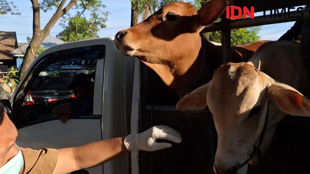 Petugas kesehatan hewan Ngawi saat memeriksa sapi di pasar-pasar. IDN Times/ Riyanto.
