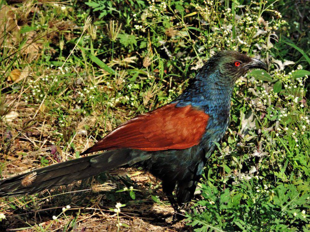Bubut besar (inaturalist.org/amhetre)