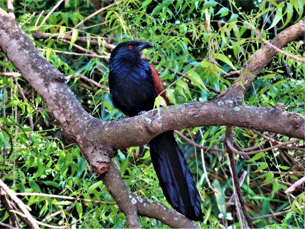 Bubut besar (inaturalist.org/amhetre)