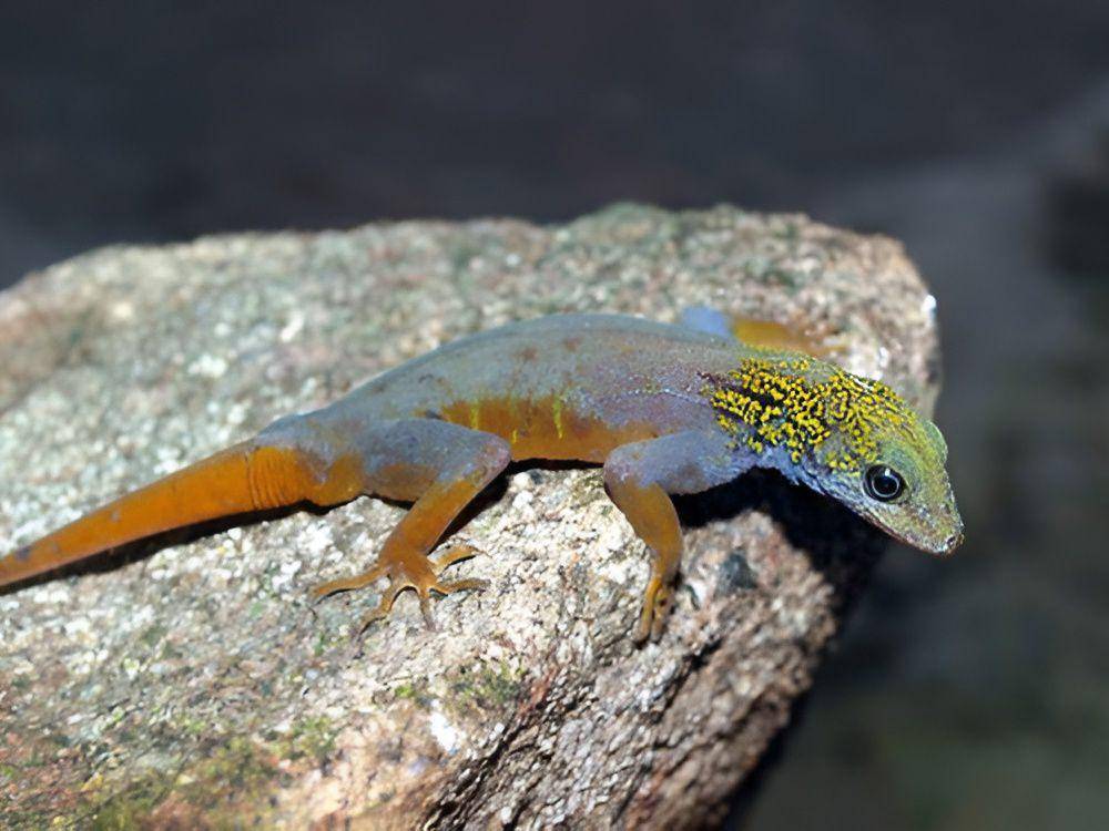 Tokek Batu Psikedelik (inaturalist.org)