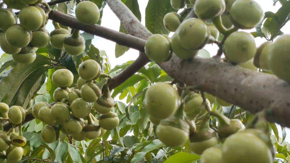 Buah kalangkala di pohon (youtube.com/Lahurico Jok)