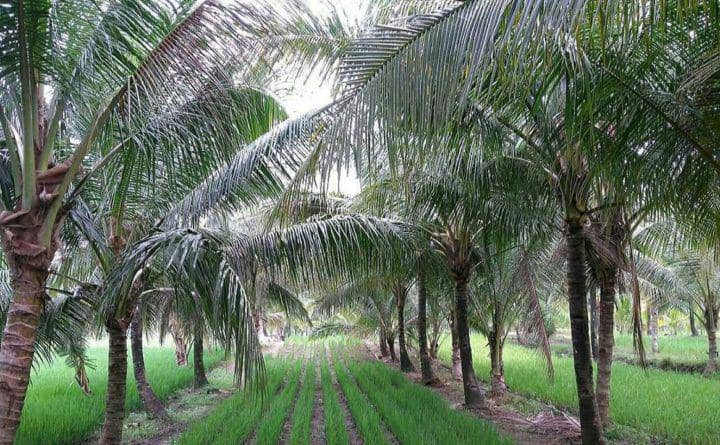 Lahan padi di tengah pertanaman kelapa