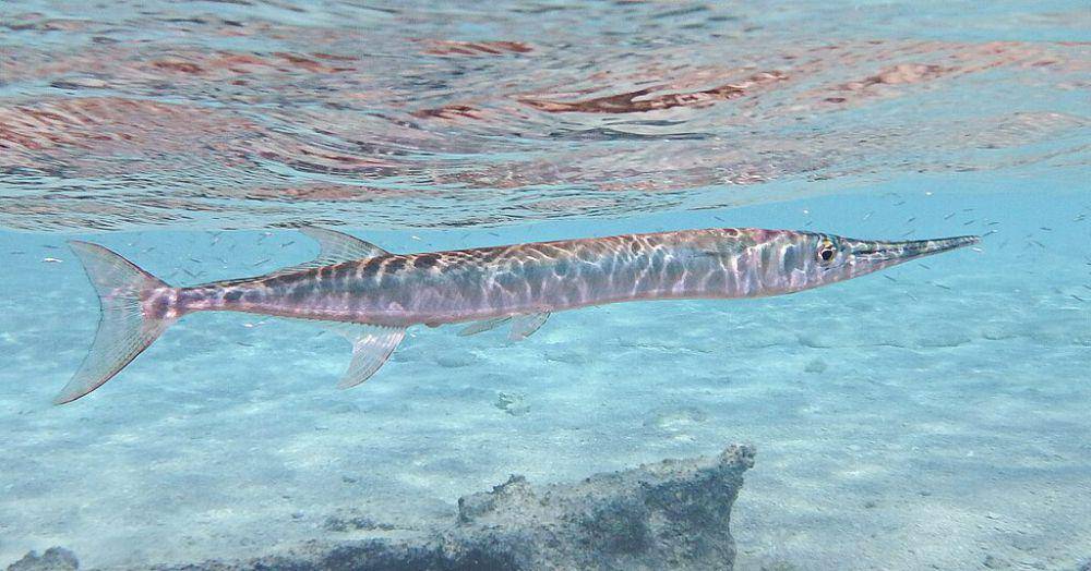 Needlefish berenang di bawah permukaan laut. (commons.wikimedia.org/Kora27)